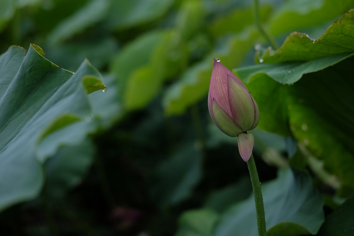 Colorer クロレ 和歌山県岩出市 S Tweet おはようございます 和歌山県岩出市は今日も雨です 今日もしっかり感染対策をして皆様のご来店をお待ちしています 企業公式が毎朝地元の天気を言い合う Colorer ネガ現像 写真 Wakayama 和歌山 企業公式夏の