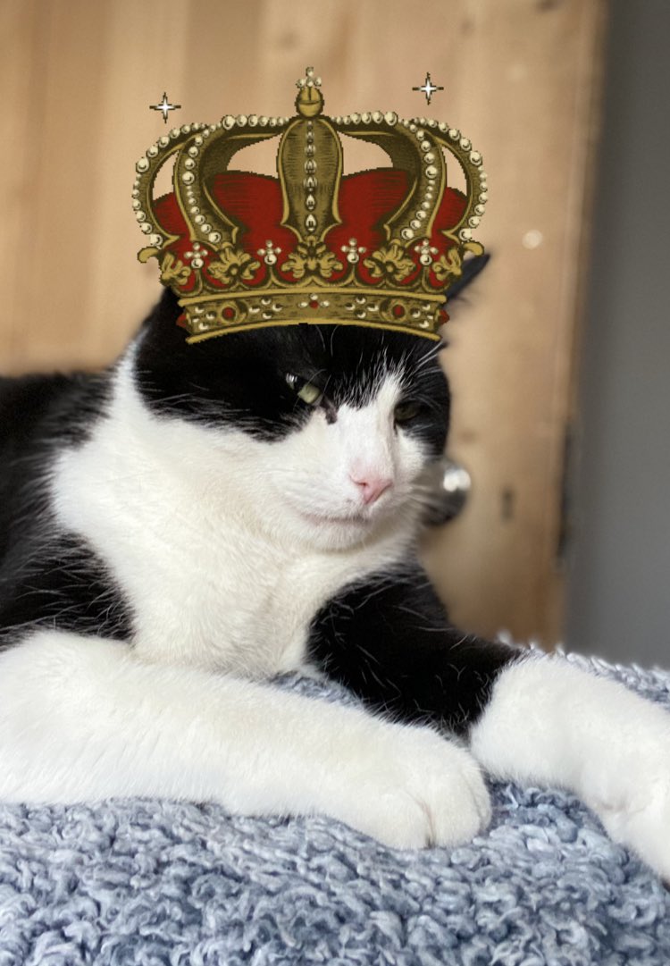 MorrisandMango's tweet photo. @CarolBEESLEY10 I’m all for the #cativism campaigning, #moremeals for #cats #ondemand for all of us - yet amoungst our own ranks, we must still respect the elders. Always.
I’m 3 (ish) - wisdom & entitlement comes from privilege as a male cat. I was here first. I shall always be king. https://t.co/AEotTl4eQ4