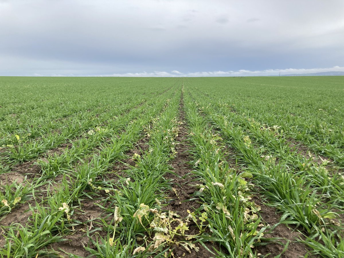 GrowmoreAg's tweet photo. #VelocityHerbicide working it’s magic on Volunteer Canola &amp; Wild Radish in this grain only Kittyhawk Wheat at Cunningar #MixAndRotate #GrowmoreAg https://t.co/BeGjhmwNHO