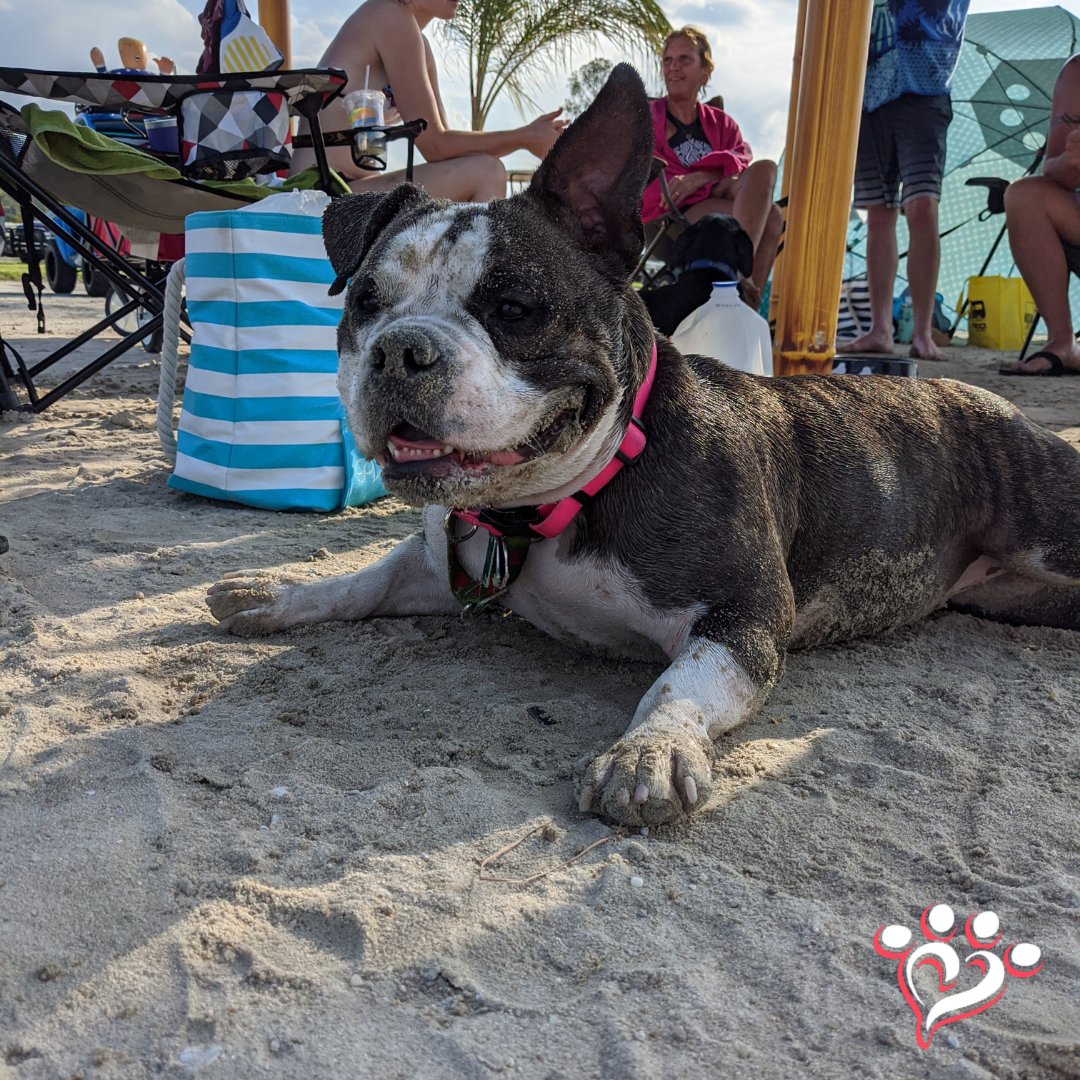 MuttNation's tweet photo. Meet Mollie! She came from a very abusive home as a bait dog for a dog fighting ring. She was very aggressive and had broken bones. Now, Mollie is a plump little meatball, gets along with other dogs, and is loving her life! #LoveHarder https://t.co/sSUm2YTW6c
