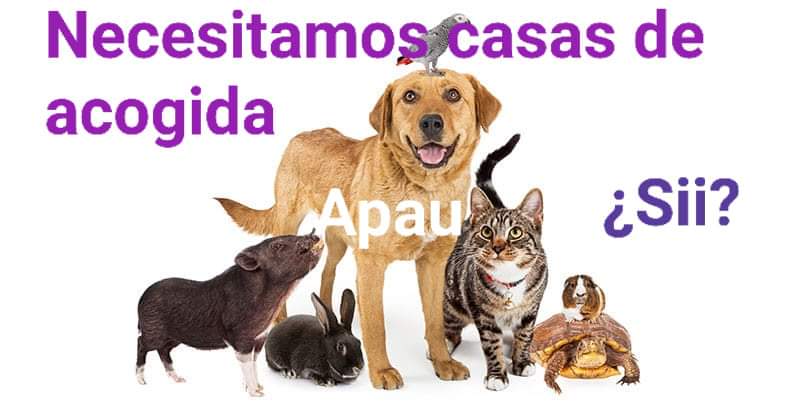 ApauDe's tweet photo. Estamos hasta arriba en el refugio de gatos.
Necesitamos casas de acogida para nuestros peques.
¿Te apuntas?
#protectorautrillas #protectoradeanimalesutrillas #Apau #adoptanocompres #AdoptarSalvaVidas #Casasdeacogida https://t.co/hXIHARm4dv