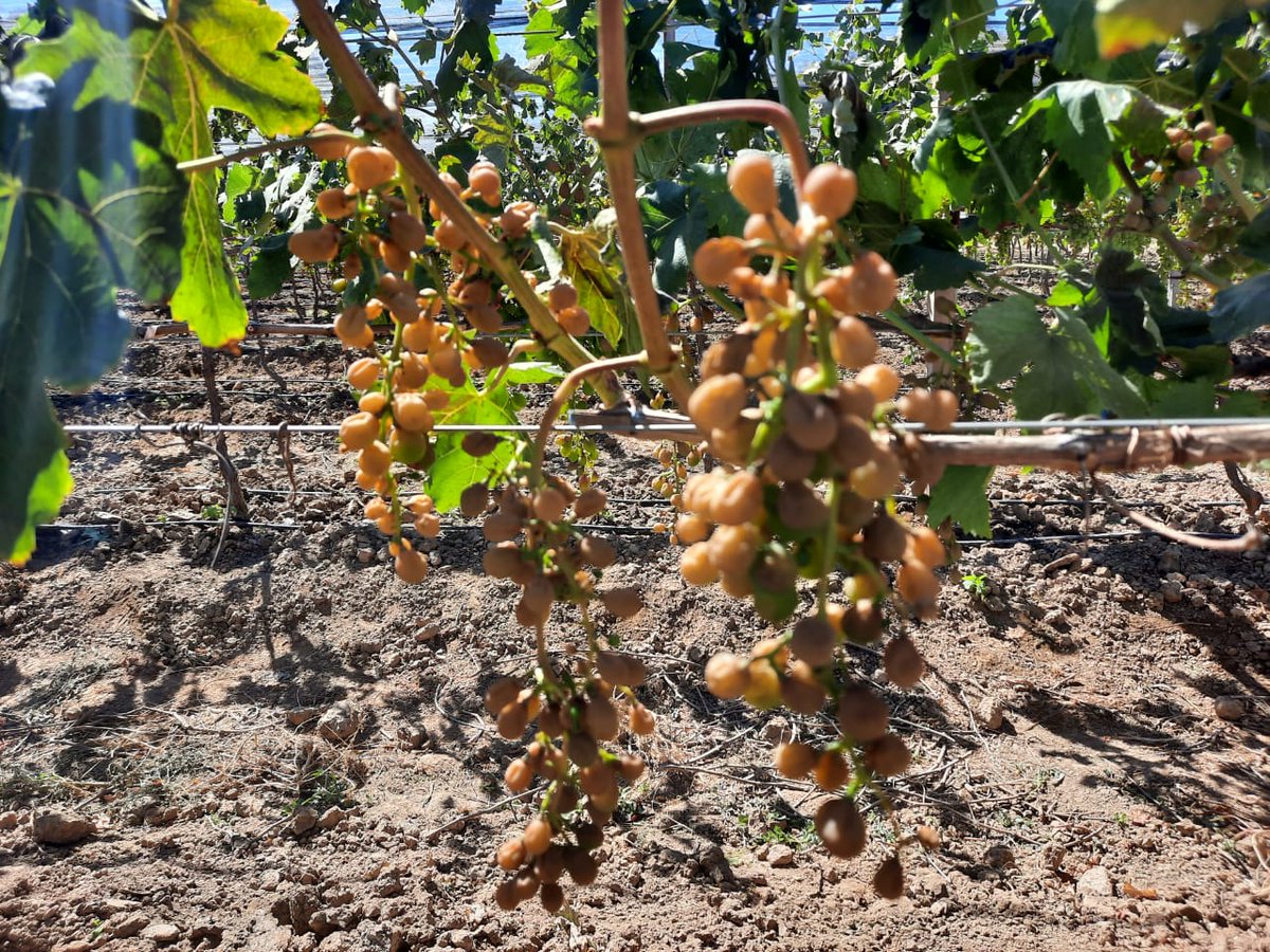 grupoeldeber's tweet photo. #Cochabamba Las fuertes heladas afectan los cultivos de #Omereque y provocan grandes pérdidas económicas a los productores de la zona | Fotos: STR/APG https://t.co/pUN6VsPu0i