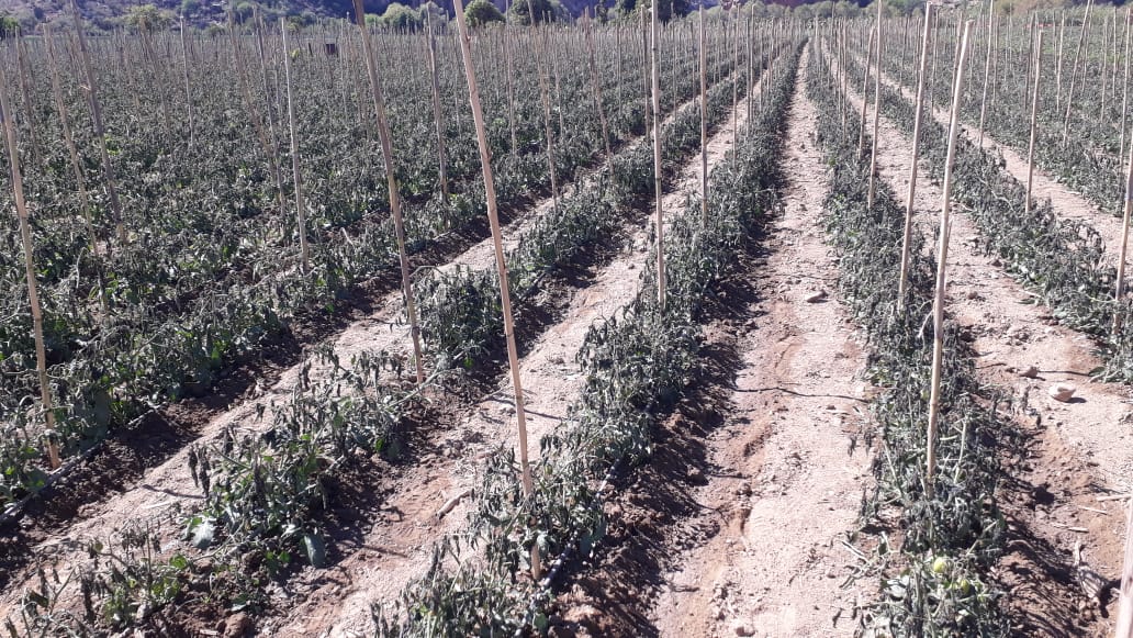 grupoeldeber's tweet photo. #Cochabamba Las fuertes heladas afectan los cultivos de #Omereque y provocan grandes pérdidas económicas a los productores de la zona | Fotos: STR/APG https://t.co/pUN6VsPu0i