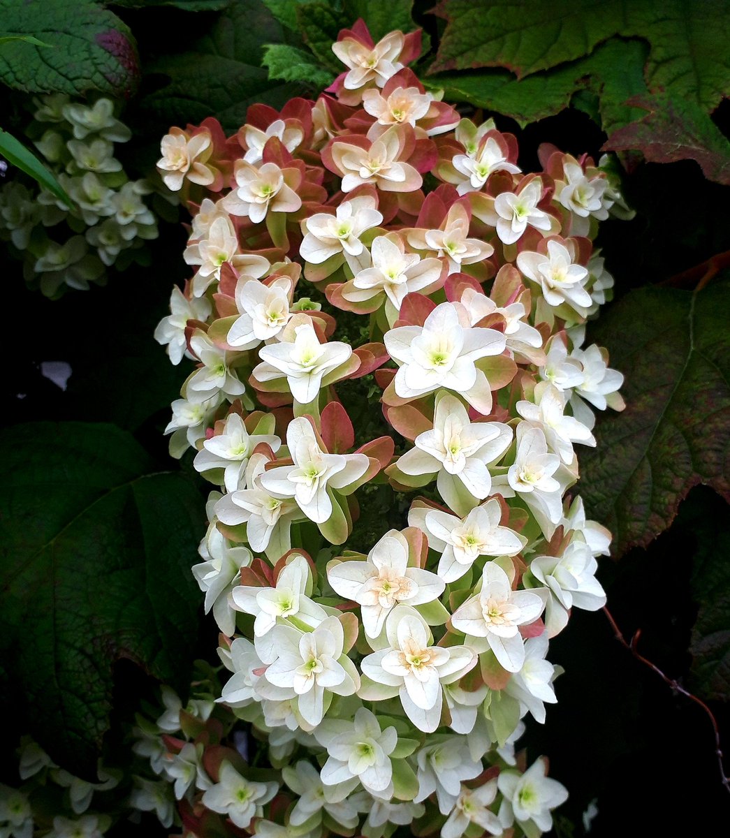 花言葉 Twitter検索 花言葉 Twitter検索