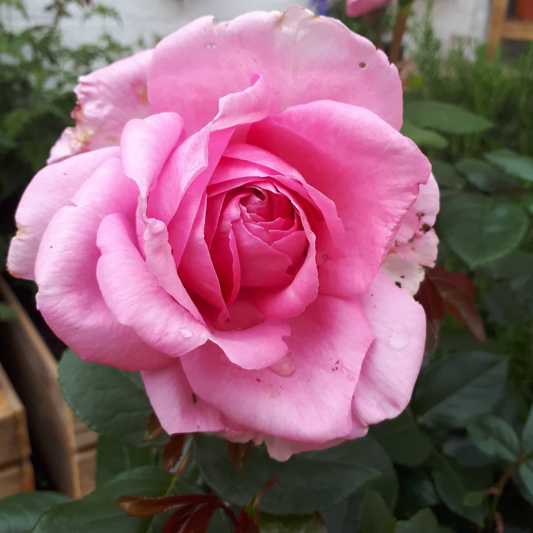MillyBurn1's tweet photo. Mom planted this beautiful 'Millie' rose in memory of our sweet Springer, Mills, who sadly passed away 3 months ago today on 1st April. We miss you. R.I.P. dear, sweet Mills. Always in our hearts. 🐶🌹❤
#rose #memorial #Springer #dogsarefamily #dogsoftwitter #rainbowbridge #love https://t.co/9mdyc7SY9q