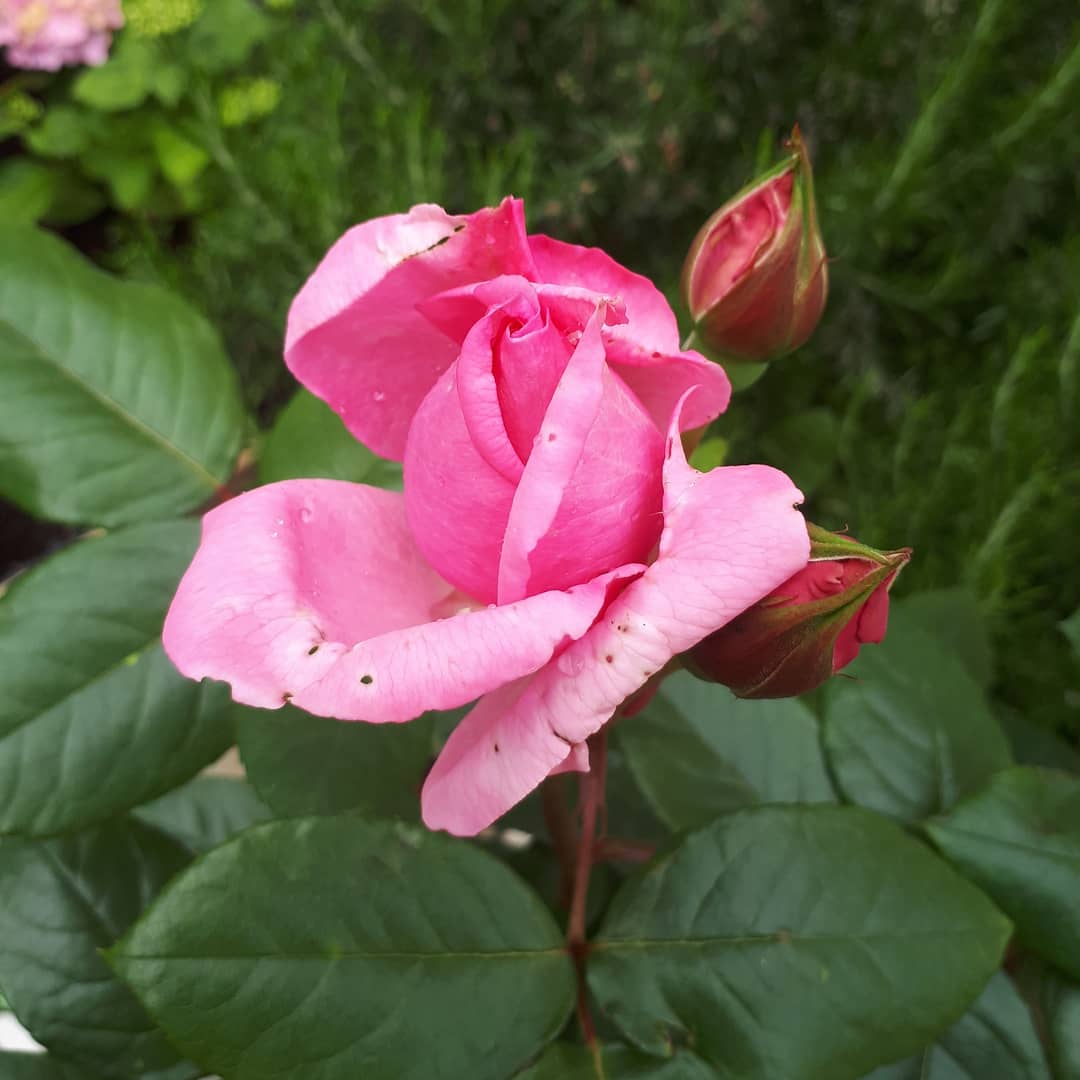 MillyBurn1's tweet photo. Mom planted this beautiful 'Millie' rose in memory of our sweet Springer, Mills, who sadly passed away 3 months ago today on 1st April. We miss you. R.I.P. dear, sweet Mills. Always in our hearts. 🐶🌹❤
#rose #memorial #Springer #dogsarefamily #dogsoftwitter #rainbowbridge #love https://t.co/9mdyc7SY9q