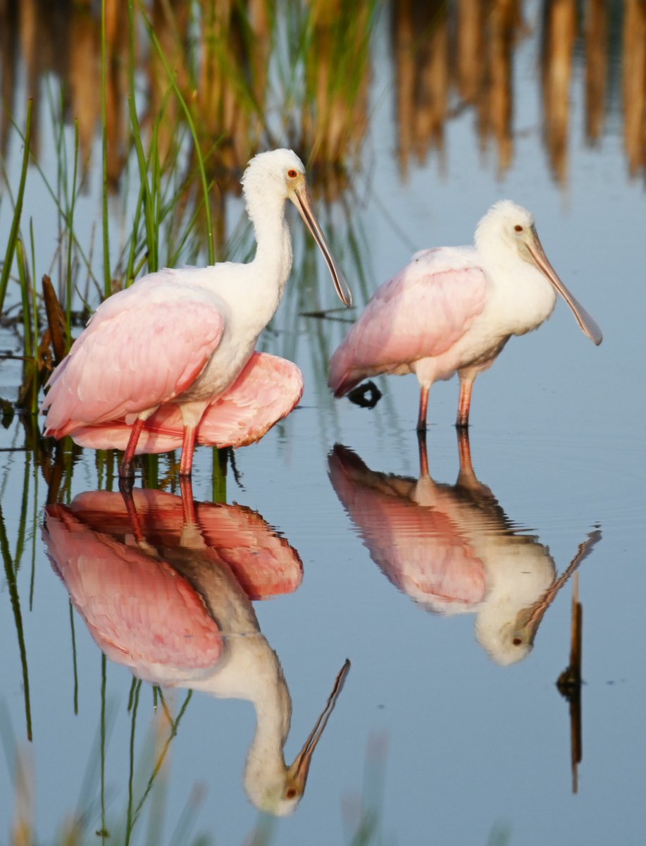 birdingbnb's tweet photo. ROSEATE SPOONBILLS!  Those wonderful, large, PINK, wading birds!  READ THIS new article all about them: 
https://t.co/9tLOfPrGwZ
 #roseatespoonbill #wadingbirds #birdingbnb https://t.co/7pqFYDrVCS