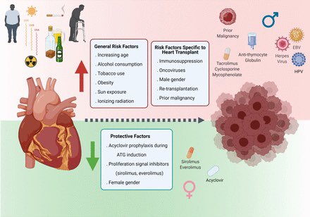 Richardkcheng2's tweet photo. Nice review led by our former HF fellow - Minnu- on implications of cancer before and after heart transplant @AnaBaracCardio @datsunian @avirupguha @KiranKhush1 @Heart_BMJ @WCL92689433 @Ron_Witteles @drbrowncares https://t.co/xfgdqIqKHx