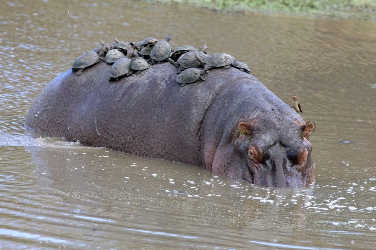 Rachel_Rambles_'s tweet photo. In other news this image makes me ~*emotionally unstable*~ bc this hippo is so nice letting the turtles use him as a bus. https://t.co/5RlefUd1H1