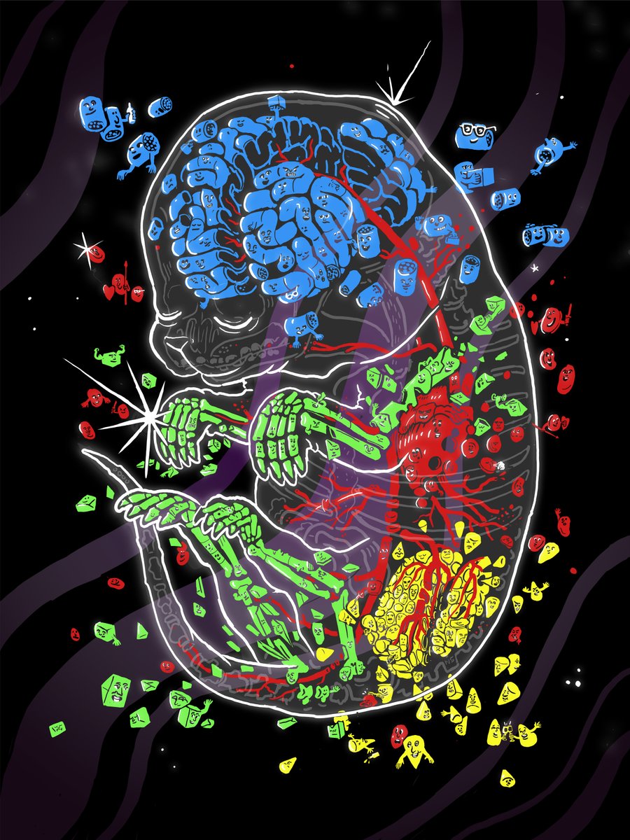 Cole Trapnell (@coletrapnell) on Twitter photo Our paper on sci-Space, a spatially resolved version of sci-RNA-seq, is out today!
Led by @srsrivatsan and @mregier13, Joint work with <a href="/JShendure/">Jay Shendure</a> and <a href="/kellystevenslab/">Kelly Stevens</a>. (Art by <a href="/nigelsussman/">Nigel Sussman</a>) Our paper on sci-Space, a spatially resolved version of sci-RNA-seq, is out today!
Led by @srsrivatsan and @mregier13, Joint work with <a href="/JShendure/">Jay Shendure</a> and <a href="/kellystevenslab/">Kelly Stevens</a>. (Art by <a href="/nigelsussman/">Nigel Sussman</a>)