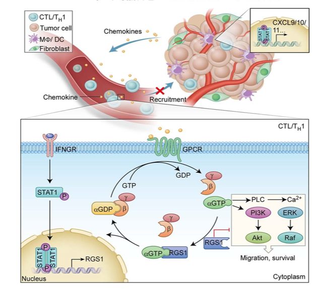 McHeyzer-Williams (@mmw_lmw) on Twitter photo Enhancing T cell trafficking to #BreastCancer | Targeting regulator of G protein signaling #RGS1 in tumor-specific T cells enhances their trafficking | Erwei Song <a href="/zen_at_sun/">Sun Yat Sen</a> <a href="/NatImmunol/">Nature Immunology</a> buff.ly/35uCnYr | #2021_ReCapJune Enhancing T cell trafficking to #BreastCancer | Targeting regulator of G protein signaling #RGS1 in tumor-specific T cells enhances their trafficking | Erwei Song <a href="/zen_at_sun/">Sun Yat Sen</a> <a href="/NatImmunol/">Nature Immunology</a> buff.ly/35uCnYr | #2021_ReCapJune