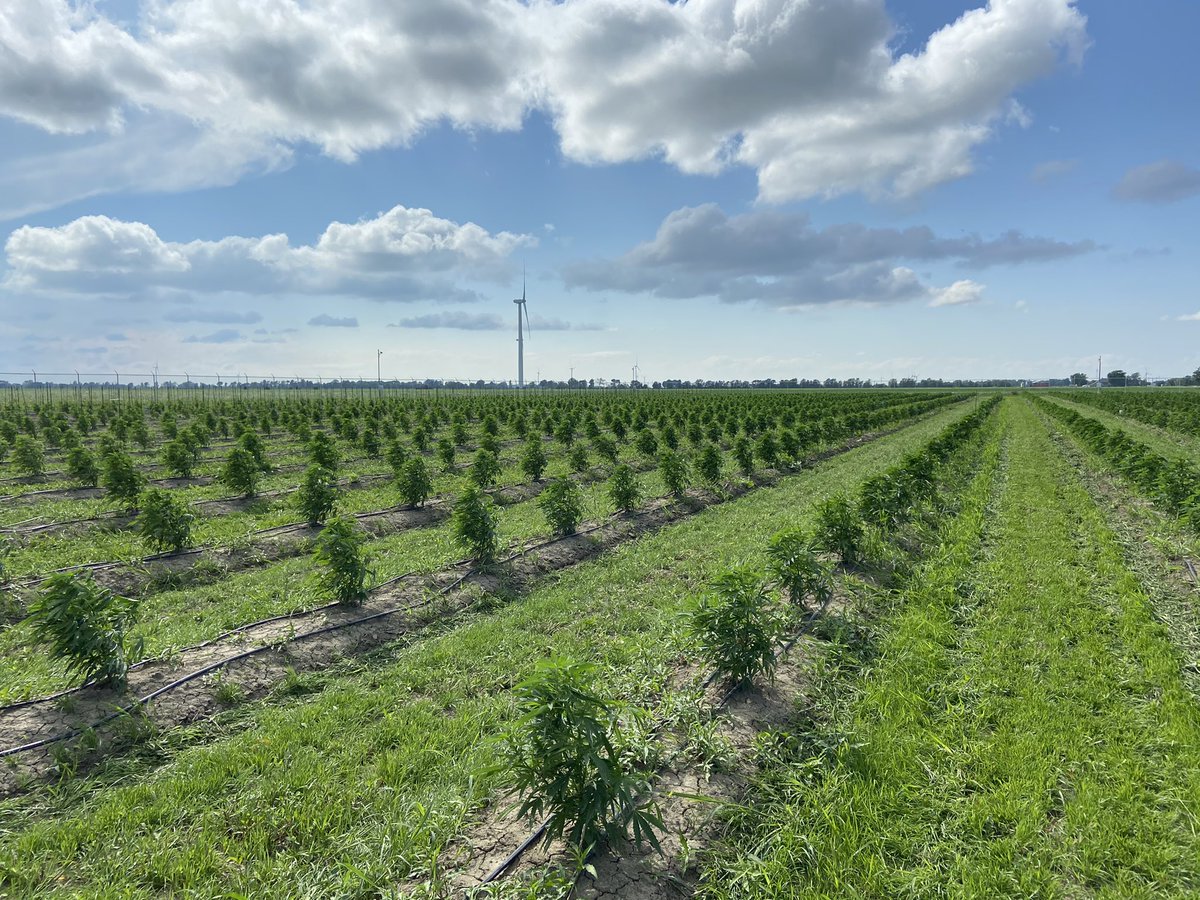 7FDMasterGrower's tweet photo. Almost a month in. 100 percent stand. Very fortunate. Doesn’t always happen that way in the farming world https://t.co/x66vJmYmxJ