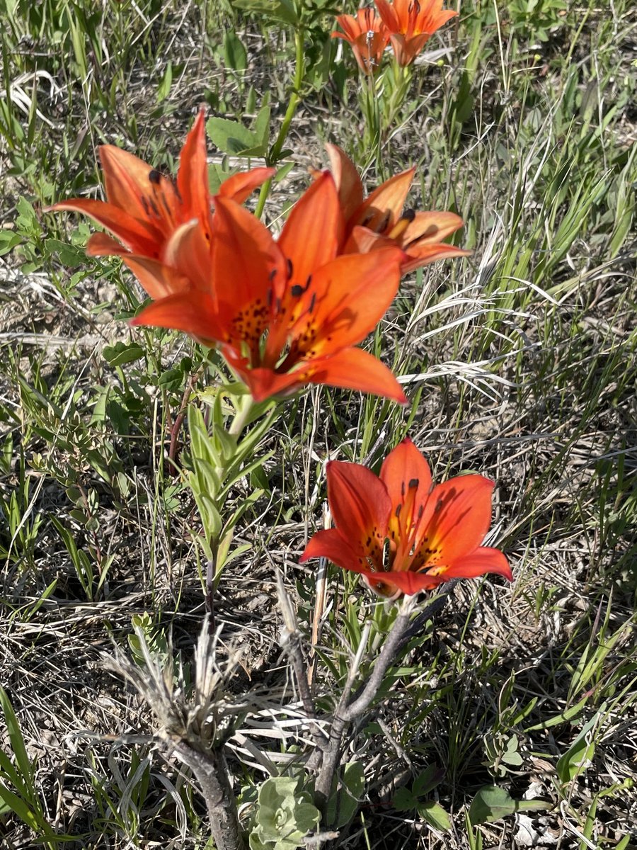 Happy Canada Day from the Saskatchewan prairies! #westernredlily #wildflowers #CanadaDay