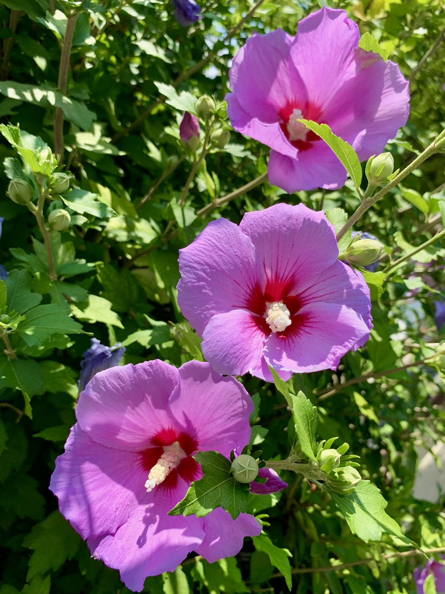 Cloudsailor 星羅の一日一花 ムクゲ 木槿 淡い紅紫色 白色や八重咲きの花 園芸品種も多い アオイ科フヨウ属 中国原産 平安時代初期までには渡来 Rose Of Sharon Syrian Ketmia Shrub Althea Hibiscus Syriacus Flowers Fleurs T Co Cloudsailor 星羅の一日一花 ムクゲ 木槿 淡い紅紫色 白色や八重咲きの花 園芸品種も多い アオイ科フヨウ属 中国原産 平安時代初期までには渡来 Rose Of Sharon Syrian Ketmia Shrub Althea Hibiscus Syriacus Flowers Fleurs T Co