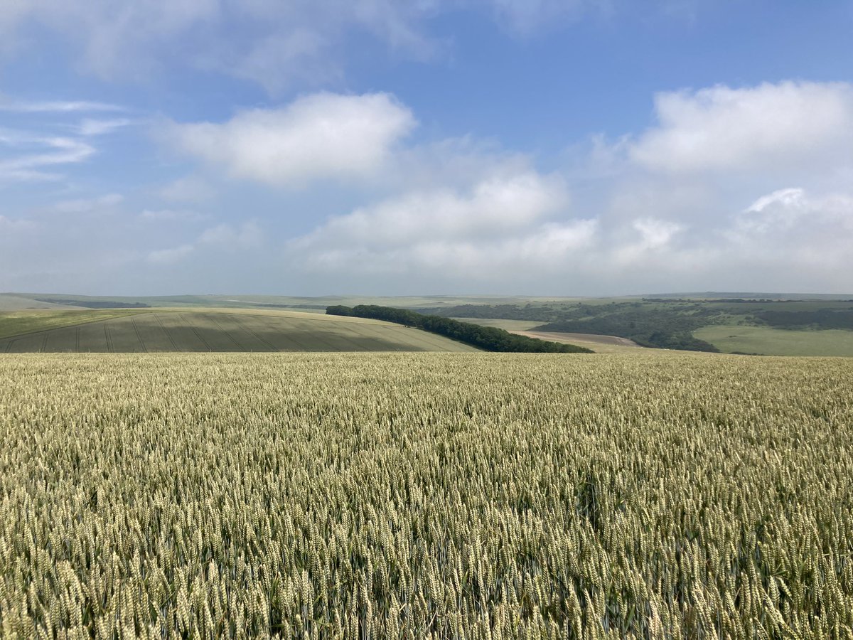 nickpeters1989's tweet photo. Cracking day crops judging down on the Sussex downs today. Always interesting to see new areas and farms, the standard was top draw and they were great hosts. #crops #views #stunning #qualityfarming #mixedfarms #laughtonplmatch 😎👍🏼🌾🌱 https://t.co/YgDnq94Mo2