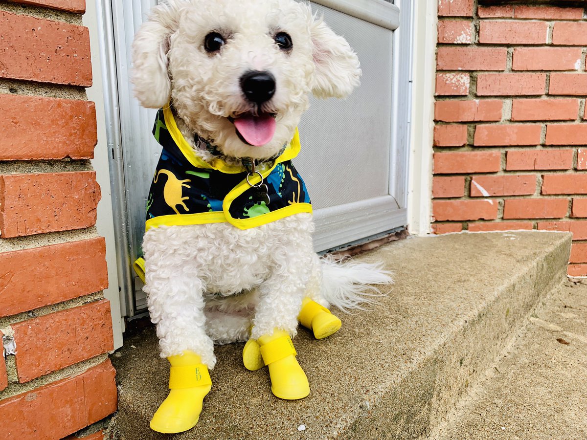 ChinhDoan's tweet photo. 🐶 All of this rain gettin’ you down? ☔️
My fur baby, Bruce Lee Doan, isn’t a fan either. 🌧
So I do what any good mama would do: I bribe him with rain gear. 😂
Think it’ll work?
#bruceleedoan #bichonfrise #bichon #tulsadogs #adoptdontshop #rescuedismyfavoritebreed https://t.co/WUaHZPZcrH