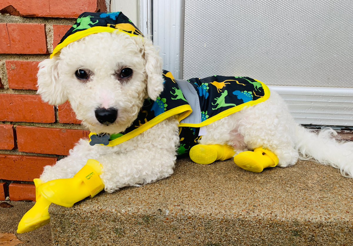 ChinhDoan's tweet photo. 🐶 All of this rain gettin’ you down? ☔️
My fur baby, Bruce Lee Doan, isn’t a fan either. 🌧
So I do what any good mama would do: I bribe him with rain gear. 😂
Think it’ll work?
#bruceleedoan #bichonfrise #bichon #tulsadogs #adoptdontshop #rescuedismyfavoritebreed https://t.co/WUaHZPZcrH
