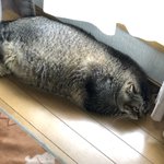 アザラシ化した猫!どこまで進化する!