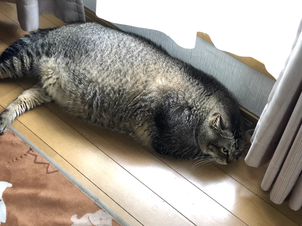 アザラシ化した猫！どこまで進化するｗｗｗｗ