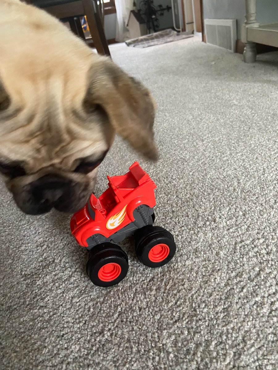 I found this today. The tinniest of the peoples calls it a 'vroom'. I think it is better suited to be a pug toy!!!
#dogsoftwitter #pug #PetsBringUsTogether