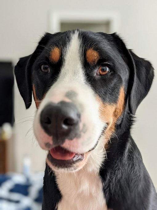 Such a handsome #dogs what a good boy 🦴  #gooddog #handsome #dogsoftwitter #greaterswissmountaindog #gsmd<a href="/tag/dogs"class="tags">#dogs</a><a href="/tag/gooddog"class="tags">#gooddog</a><a href="/tag/thursday"class="tags"><span>#thursday</span></a><a href="/tag/handsome"class="tags"><span>#handsome</span></a><a href="/tag/swiss"class="tags"><span>#swiss</span></a><a href="/tag/dogsoftwitter"class="tags"><span>#dogsoftwitter</span></a><a href="/tag/bork"class="tags"><span>#bork</span></a>