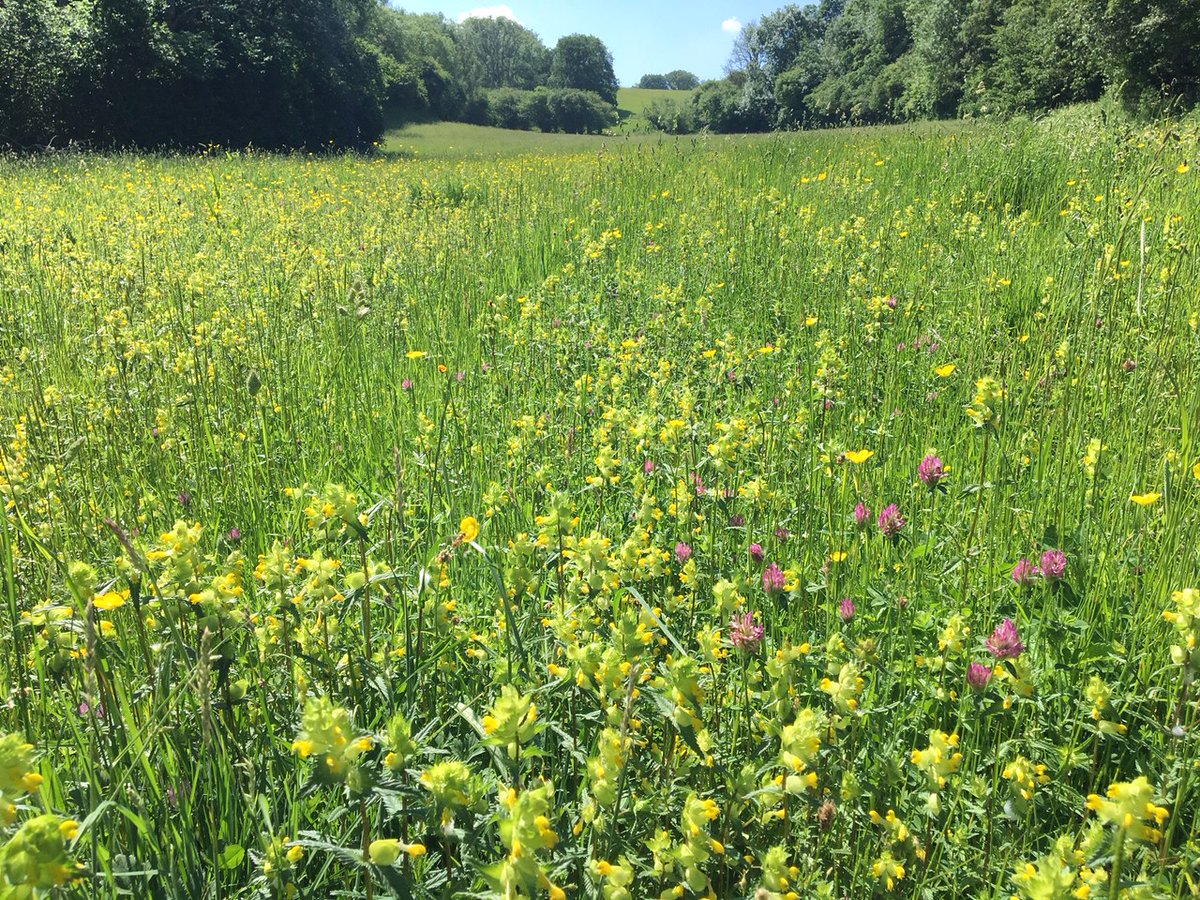 Highlights of this year's black veined moth season included the sightings of individuals across our landscape of arable reversion sites in various stages of succession & encouraging wider dispersal. 👍 to our farmers & @savebutterflies @trapsite for surveys #magnificentmoths