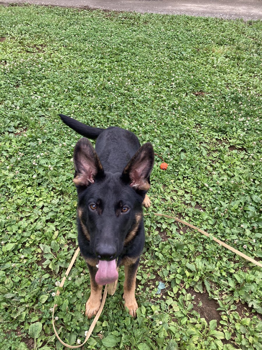 犬訓練士修行中のtwitterリアルタイム検索結果 Meyou ミーユー