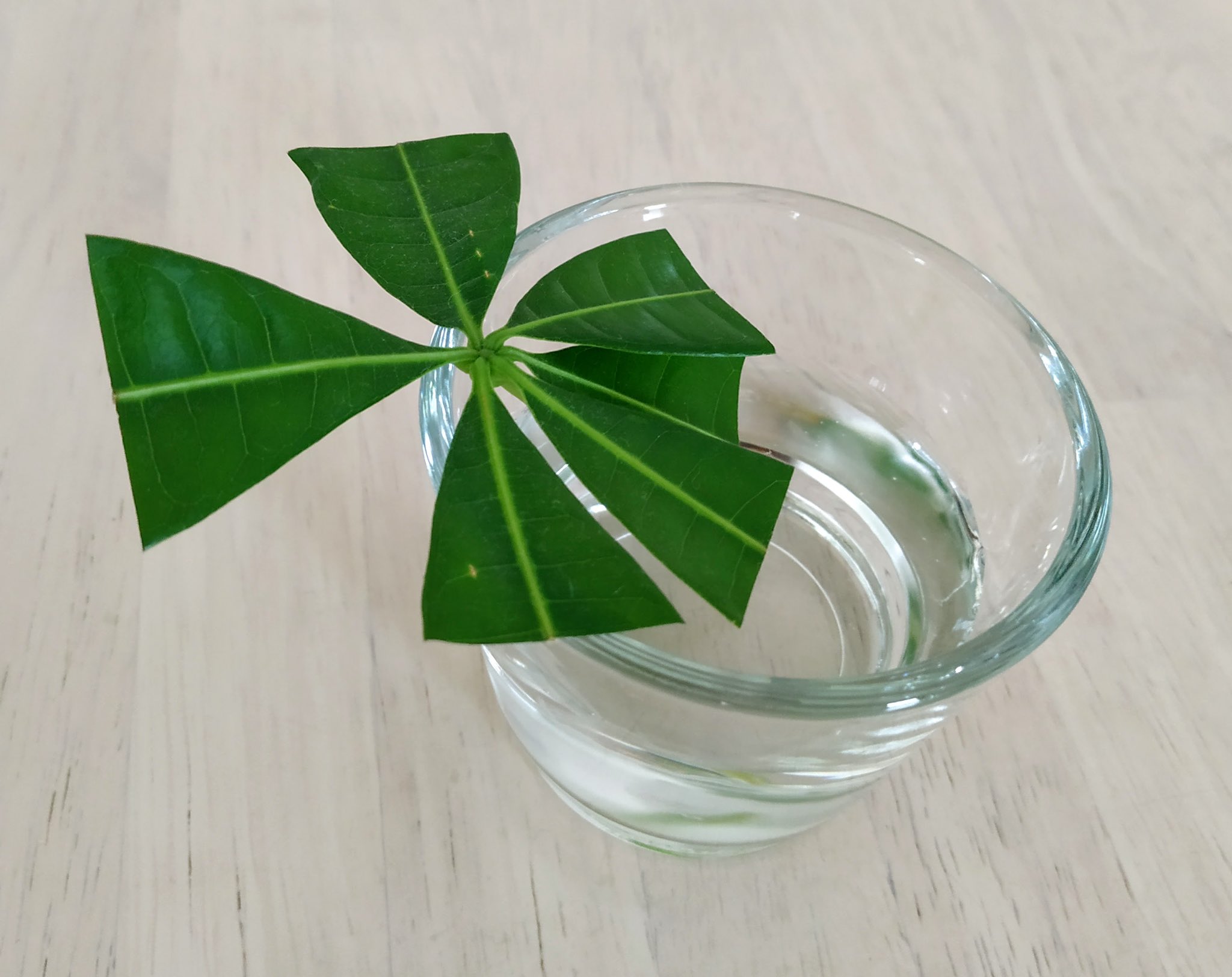 とじまる パキラの挿し木に挑戦中 葉だけでも発根すると聞いたけど果たして パキラ 挿し木 T Co Ptxm9c1qgc Twitter