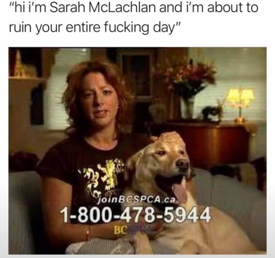 Michelewojciechowski Joeboken Mandylynne3679 It S A Joke About The Sad Aspca Dog Commercial Out A Few Years Ago That Used Her Song Angel It Was So Sad That Folks Were Joking