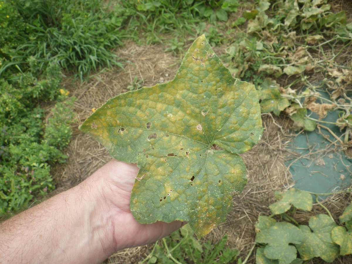 Penn State Extension Veggies, Berries, Mushrooms tweet media