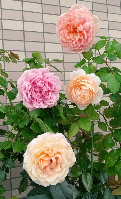 GDルイーズ薔薇