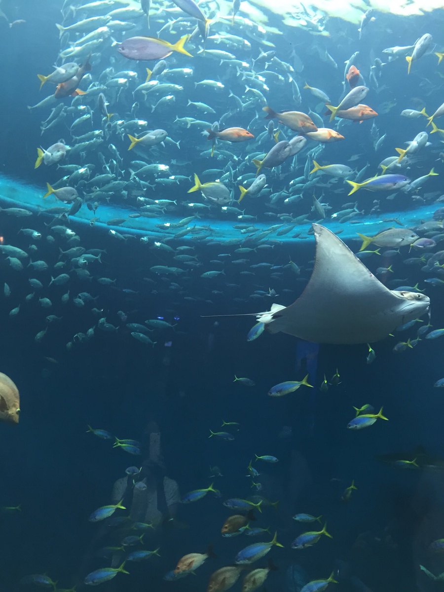 うちにかわい子ちゃんはいないので、何年か前に行った鳥羽水族館のお魚達で…
#罪のオルゴール