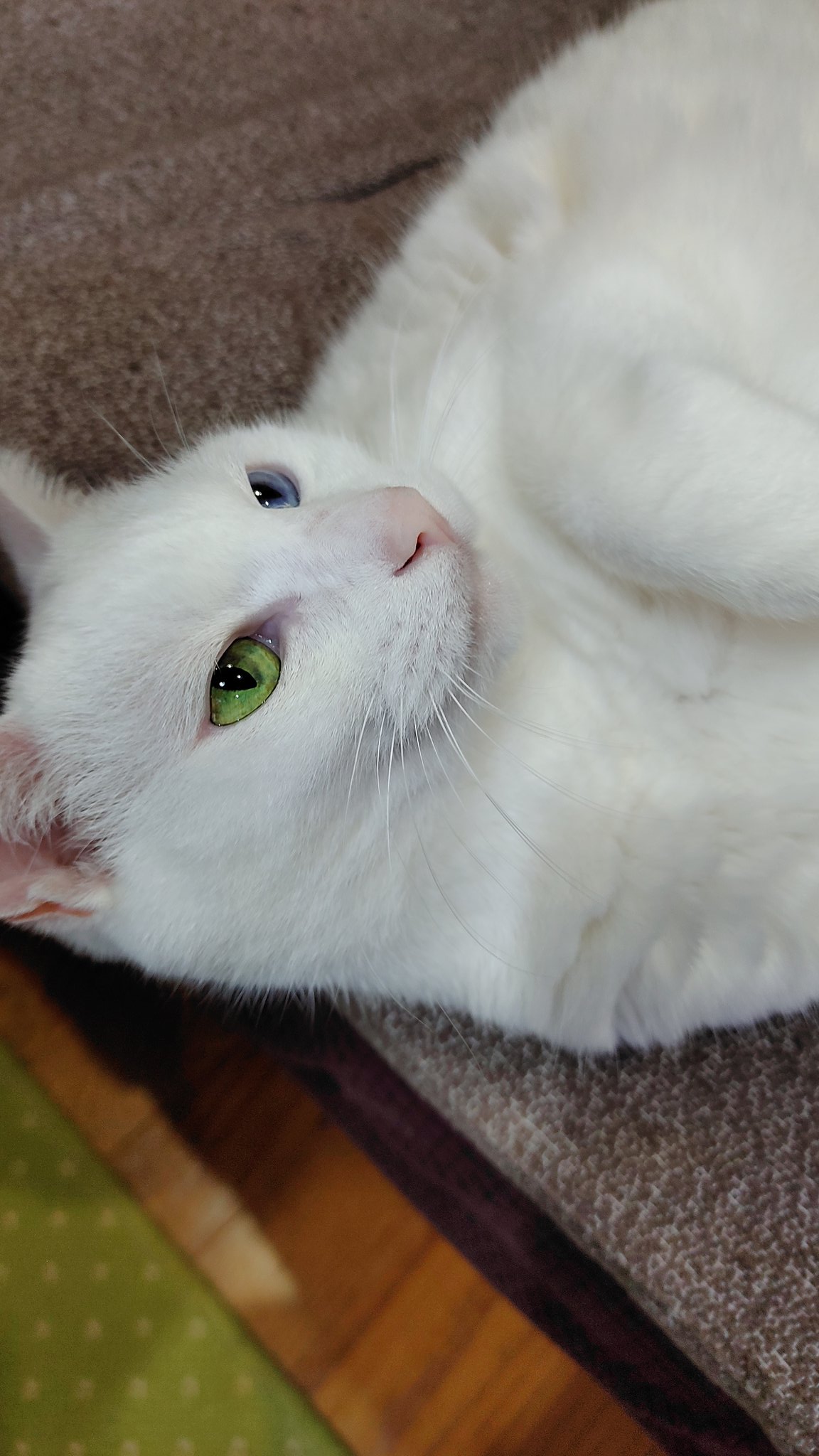 オッドアイの白猫ユキ Oddeyekitty Twitter