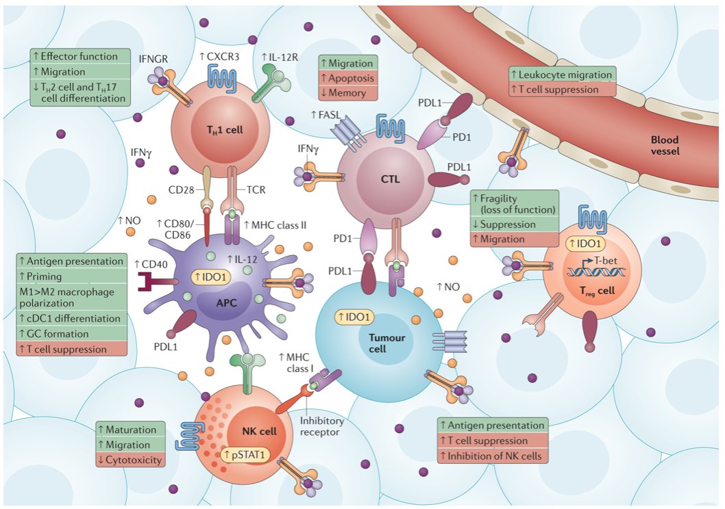 McHeyzer-Williams (@mmw_lmw) on Twitter photo #Tumour_MicroEnvironment | Interferon-γ: teammate or opponent | Dario Vignali <a href="/PittHealthSci/">Pitt Health Sciences</a> <a href="/NatRevImmunol/">Nature Rev Immunol</a> buff.ly/3d4OtvJ | #2021_ReCapJune #Tumour_MicroEnvironment | Interferon-γ: teammate or opponent | Dario Vignali <a href="/PittHealthSci/">Pitt Health Sciences</a> <a href="/NatRevImmunol/">Nature Rev Immunol</a> buff.ly/3d4OtvJ | #2021_ReCapJune