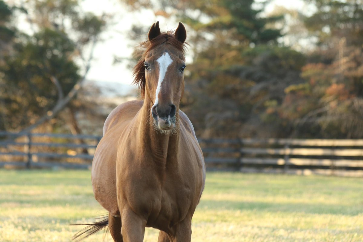 ANZ News tweet media