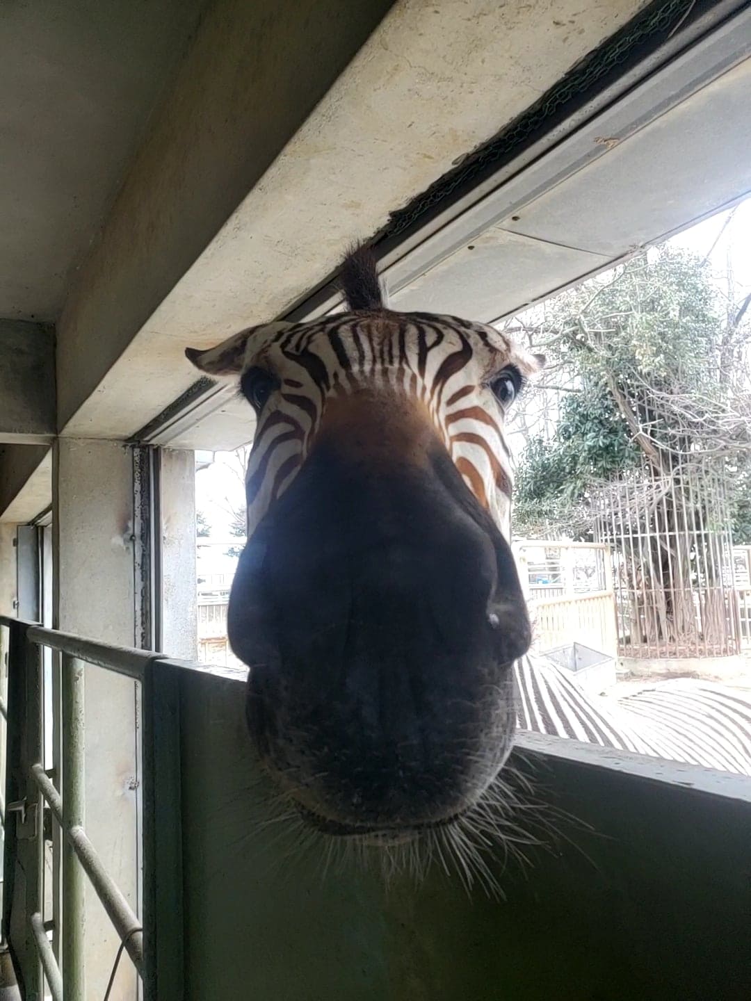 日立市かみね動物園 公式 على تويتر アンケートの結果 今月の 月別テーマ は 飼育員しか撮れないとっておき写真 動画 になりました というわけで 1発目はこのお顔 何かが欲しい時 主にエサ 欲しいです ください と訴えるようにヌッと近づいてきます