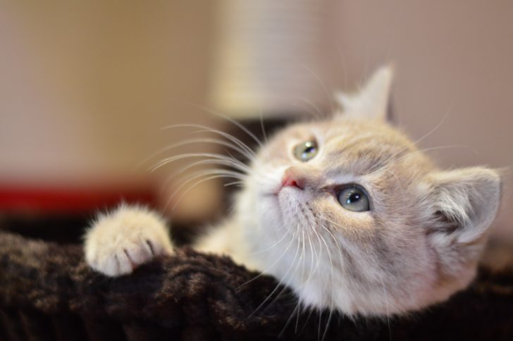 ほにゃけん ねこウェブマガジン Honyaken Awa Twitter ほにゃけん ねこウェブマガジン Honyaken Awa Twitter