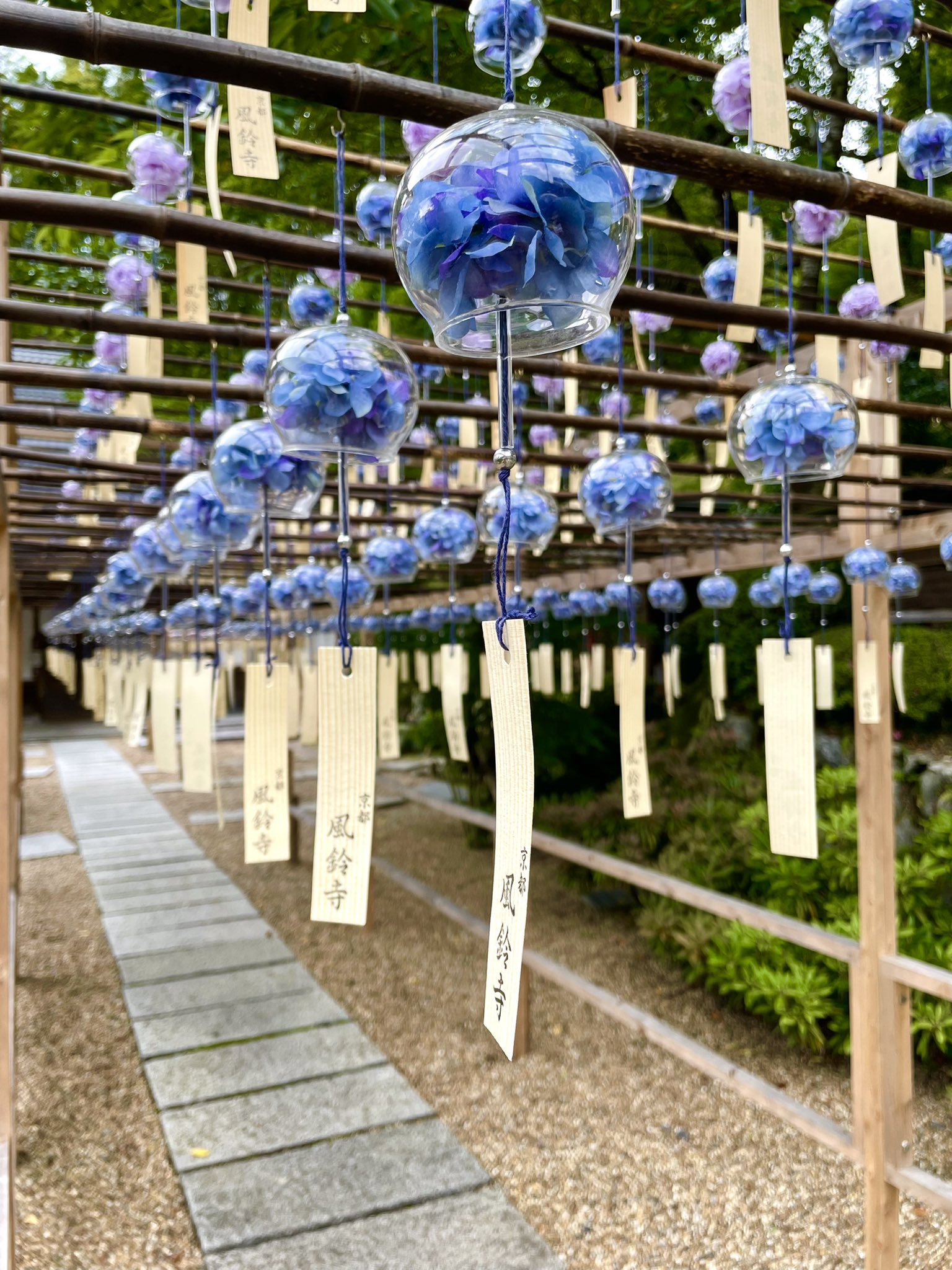 正寿院 風鈴寺 Shojuin 花風鈴小径のあじさい風鈴は7月4日まで 5日からはひまわり風鈴となります 7月18日 日 のろうそくまつりは本年も寺内のみで行います ご了承下さい 当日は18時30分より 風鈴ライトアップの中 奉納演奏をインスタライブにて