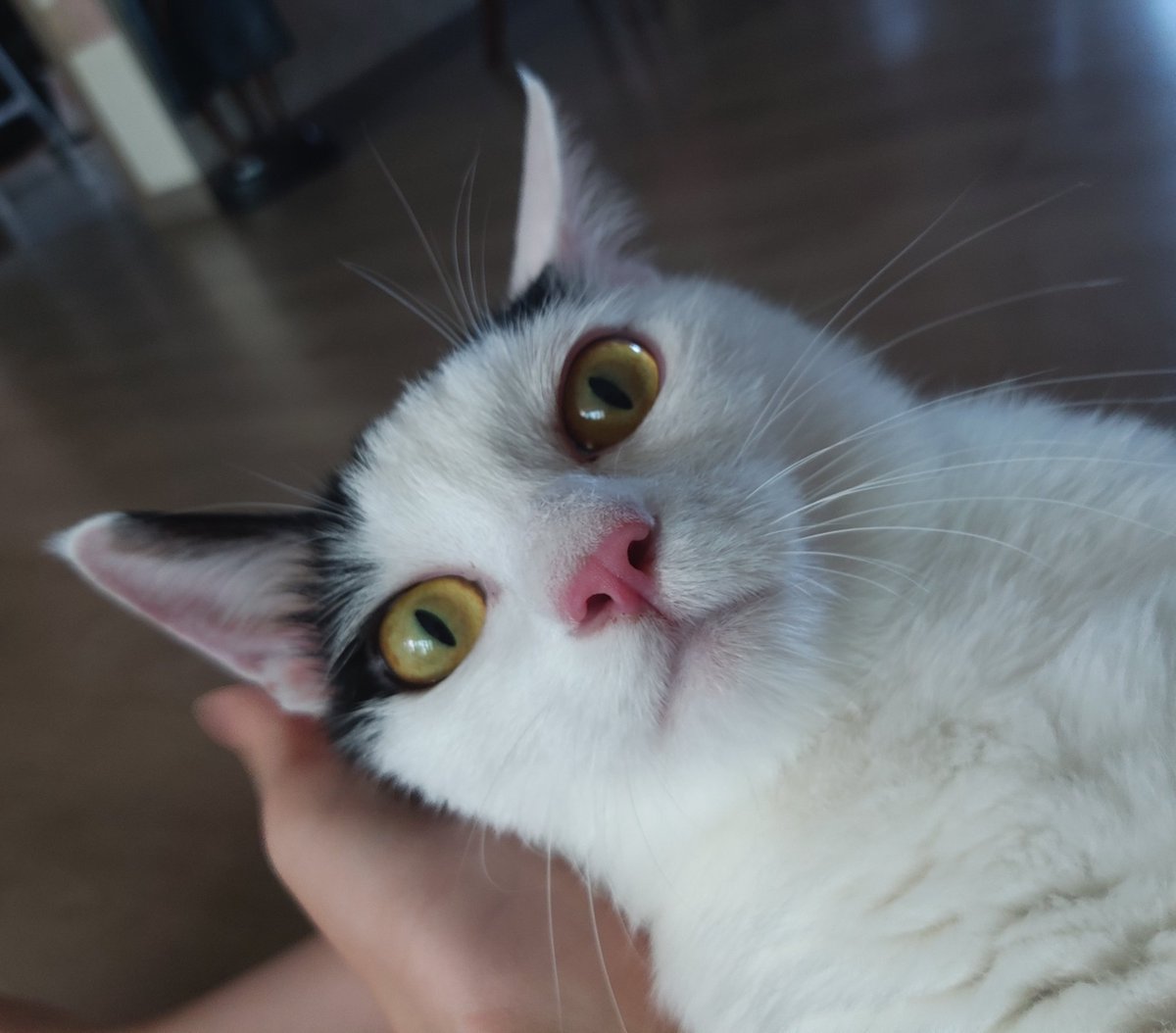 fronthairs's tweet image. 나는 훌륭한 집사다