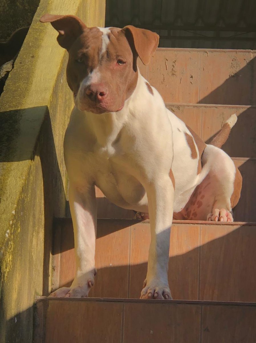 Boa noite Rapaziada
Minha Cachorra acabou de fugir do quintal
Caso alguém veja ela por aí pode me ligar a qualquer hora
974186319
Agradeço desde já pela ajuda de vocês
Rt Rt Rt Rt 🙌