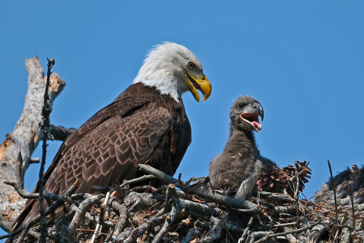 (Photo by Brian Kushner)
#birdtwitter #wildlifephotography #baldeagle #nature #bloodpressurebreak