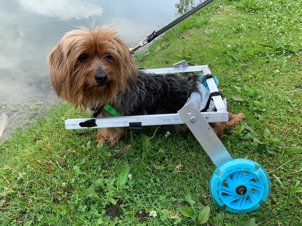 BrookKeesling's tweet photo. My bestie’s doggie Neveah got her wheels today and looked too happy not to share 🥺 https://t.co/x1kA2umNnE
