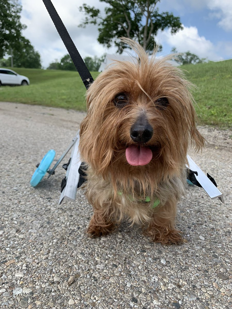 BrookKeesling's tweet photo. My bestie’s doggie Neveah got her wheels today and looked too happy not to share 🥺 https://t.co/x1kA2umNnE