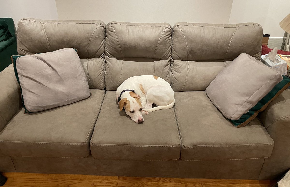 billymaster2's tweet photo. @LinusTech CPU pillows, comfy and dog and fiancé approved 👍🏻 https://t.co/l2LLcguLog