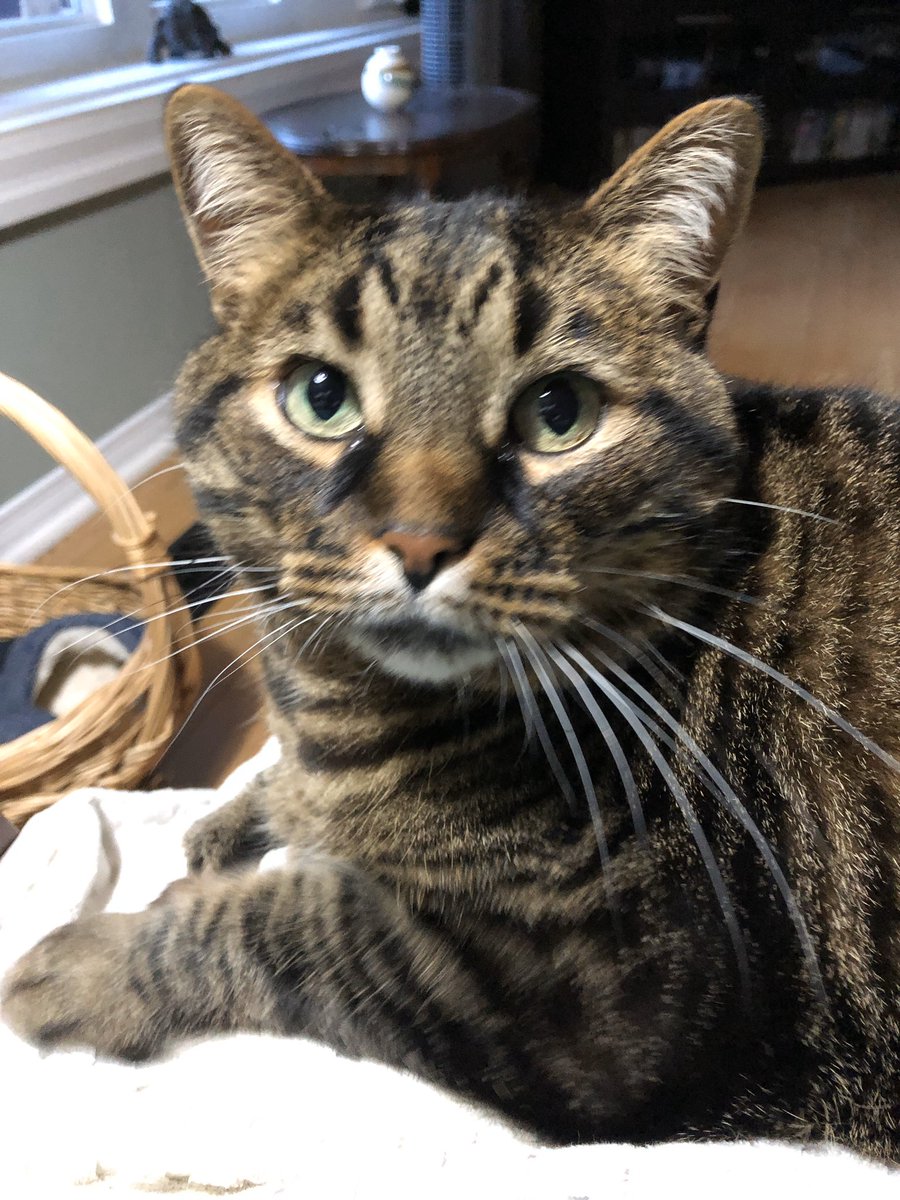 KeitherKeith's tweet photo. Itβs Micker on the lap time.
#FirstHeBitHerOnTheFoot
#ThenHeThinksAboutIt
#ThenHeThinksSomeMore
#FinallyHeJumpsUp
#AndGetsSomeLoving
#AfterALecture
#DontBiteTheMommy
#HeHearsThatALot
#RarelyListens
#MickerTime
#MamMagnetJunior https://t.co/0D0gOssiRf