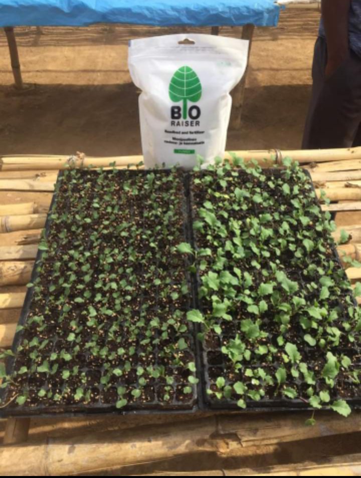 With <a href="/BioRaiser/">BioRaiser</a> the results are self-evident... Right from the beginning! 

#ClimateSmartAgriculture 
#fertilizer 
#MadeInZambia 
#LeaveNoOneBehind