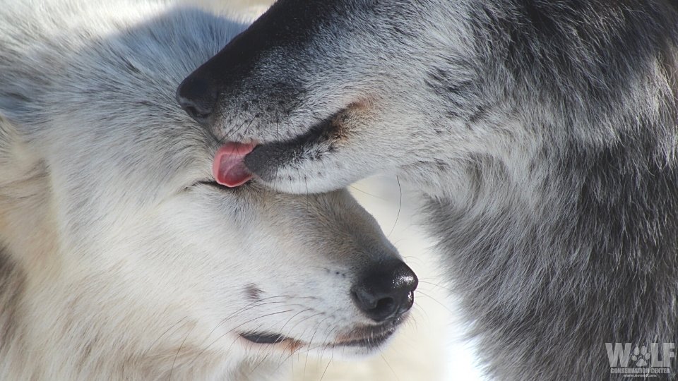 nywolforg's tweet photo. A reminder from wolves: Show compassion and empathy for others 🐺 https://t.co/dLIJlc9tT8