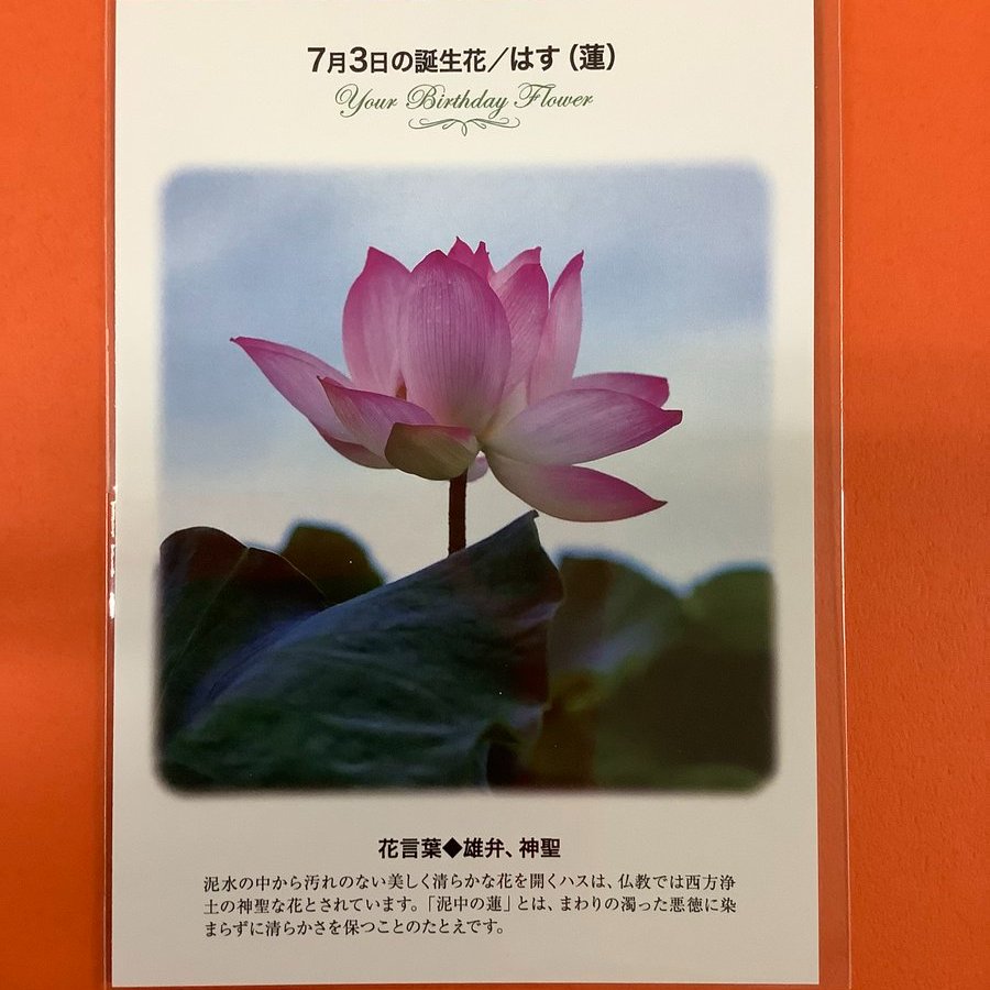 تويتر 紀伊國屋書店 梅田本店 على تويتر 誕生花ポストカード 7 3の 誕生花 は はす 蓮 泥水の中から汚れのない美しく清らかな花を開かせます ちなみに蓮根ははすの茎です 知っていましたか 花言葉 は 雄弁 神聖 只今文具売り場にて 誕生花