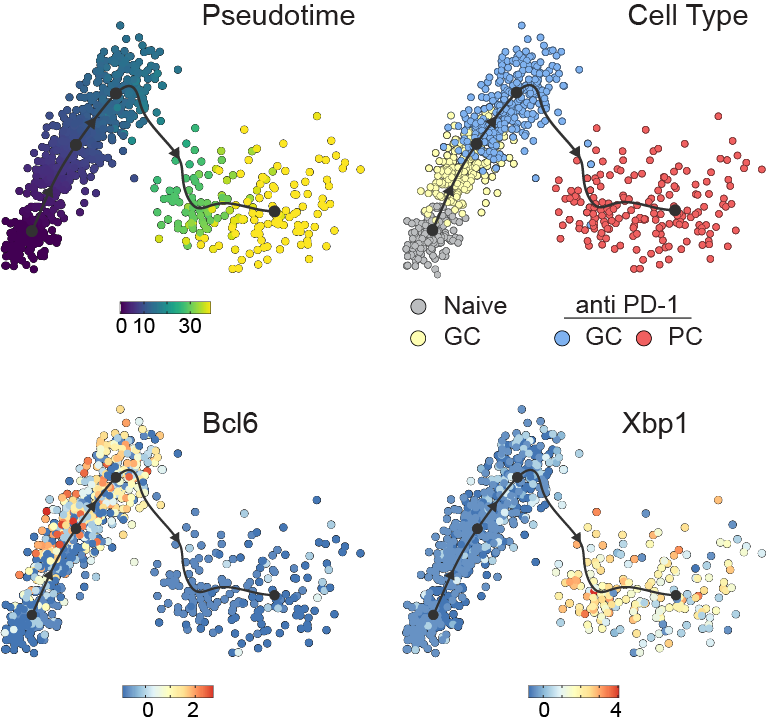 #PD1_CheckpointBlockade | disrupts #CD4 T cell regulated #Adaptive_B_cell_Tolerance | McHeyzerWilliams @mmw_lmw @scrippsresearch @biorxivpreprint buff.ly/3pJdu4E | #PlasmaCells #GerminalCenter #SingleCell #scRNAseq #qtSEQ | #2021_ReCapJune