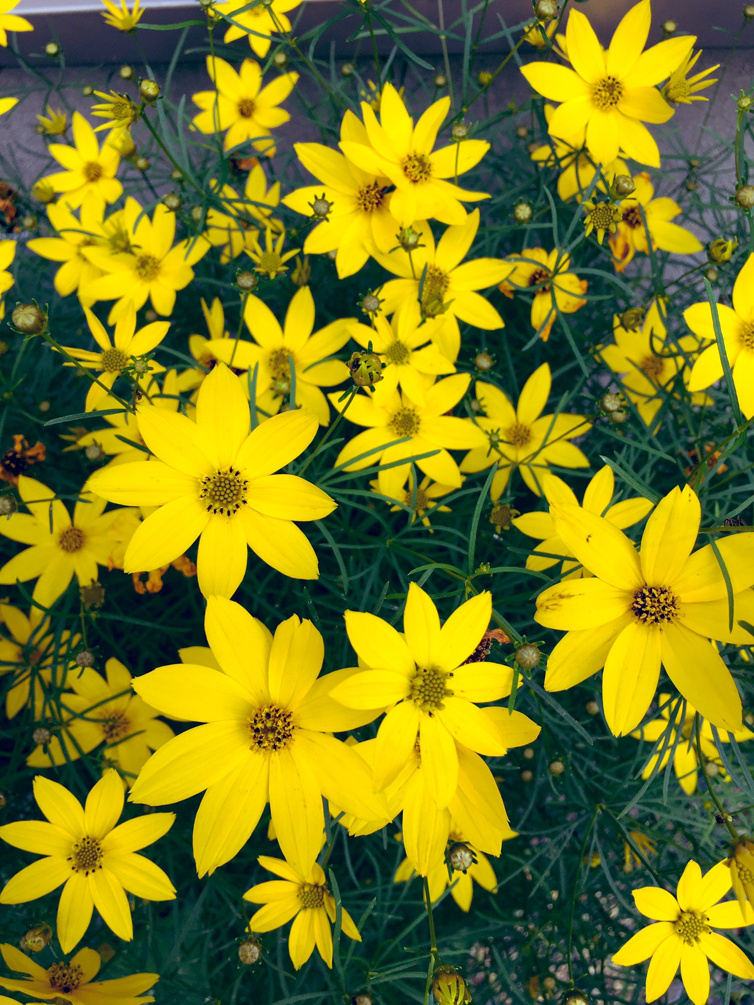 こみくママ様 糸葉春車菊 庭花 キク科コスモス属 アメリカ原産 種を蒔いたら コスモスに似ている艷やかな黄花の花 が咲いてくれた T Co 6mksvmumh0 Twitter